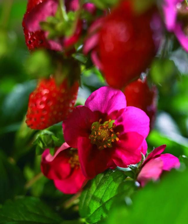 草莓品种介绍，适合南方种植的草莓品种（易养易爆盆）