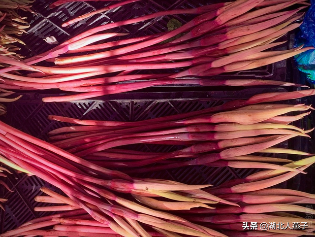 野菜种类有什么，野菜的种类和图片大全（你想要的野菜这里都有）