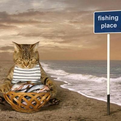 猫猫头像微信，猫猫头像（高清微信萌宠头像可爱小猫咪）