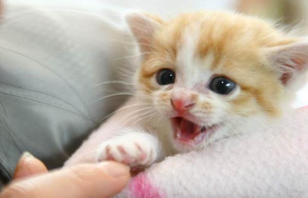 小猫多久会忘记猫妈妈，小猫长到多大时猫妈妈会赶走（猫咪能记住主人一辈子）