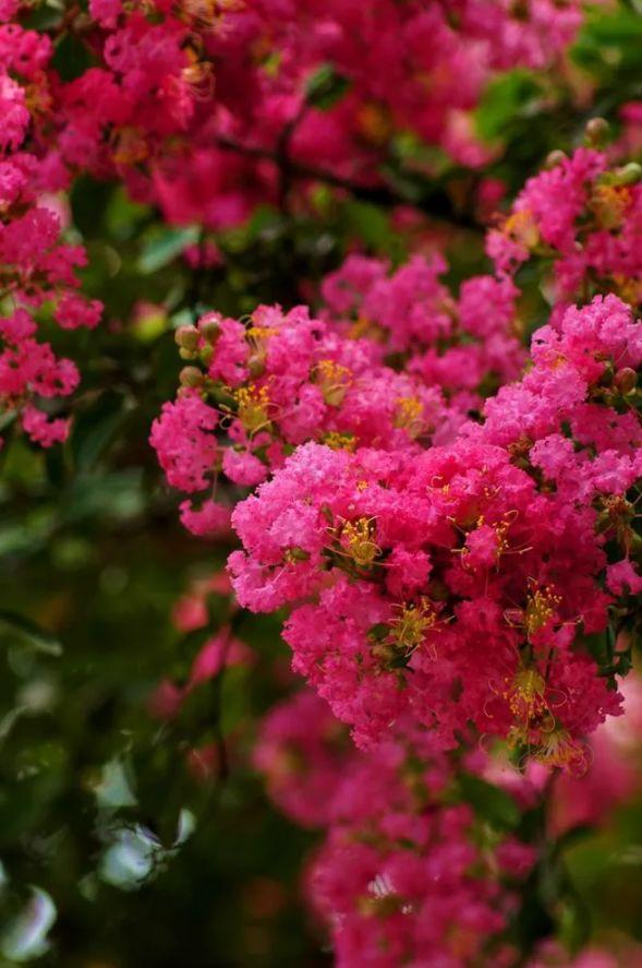 紫薇花是什麼樣子,「詩詞鑑賞」古詩詞裡的紫薇花—夏天美麗的風景!