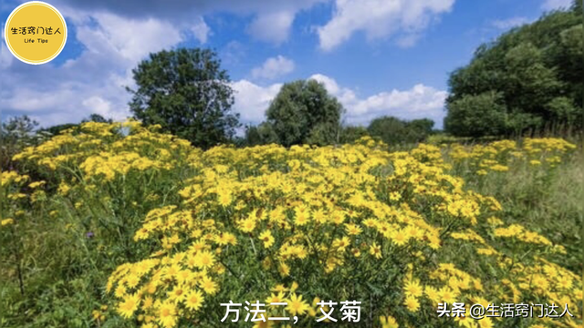 怎么消灭蚂蚁，驱赶蚂蚁别用灭虫剂