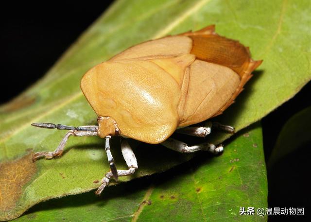 草蛉介绍，草蛉的特点是什么（小时候很多常见的虫子都令人难忘）