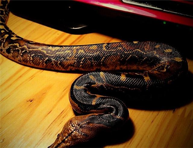 黄金猛鱼打得过森蚺吗，地球恐怖的十大蟒蛇