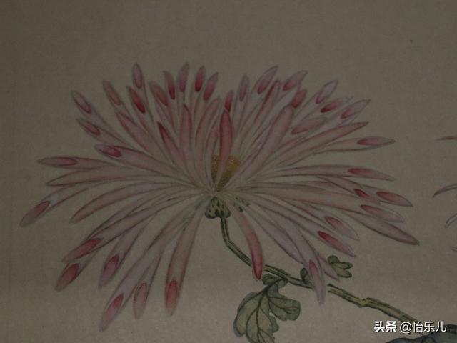 葩的读音（葩怎么读，葩是什么意思（金佛座、搓粉妆、绶带紫、鹤头丹）