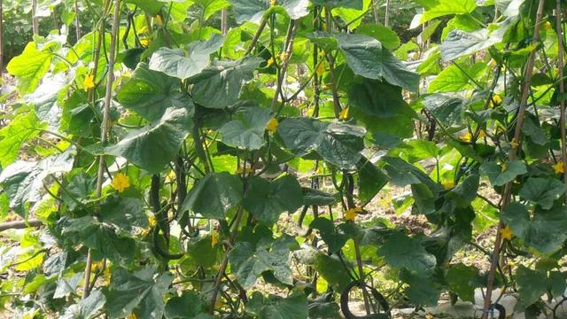 白墙黛瓦的意思，白墙黛瓦被誉武汉小婺源