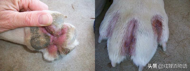 狗狗9种皮肤病图片，狗皮肤病图片（狗皮肤病怎么治疗用什么药）