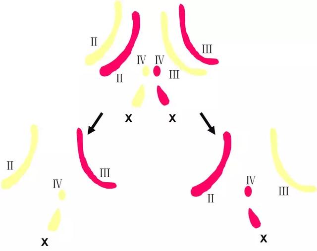 染色体结构变异的四种类型，如何预防染色体错误现象（染色体变异专题详解，学起来）