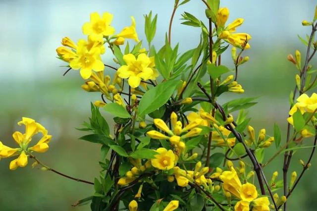 什么花最好看，什么花最高贵最优雅（爬到墙上做“花海”）