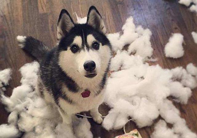 哈士奇和阿拉斯加的区别，阿拉斯加犬好养吗?优缺点有哪些（阿拉斯加和哈士奇有啥区别）