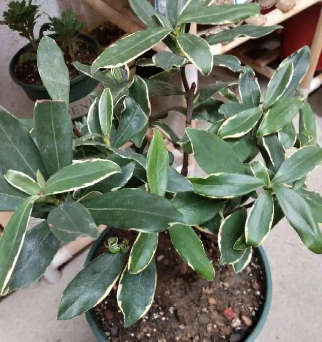 香草兰花怎么养，香兰草怎么种植（屋里养盆“香水花”）