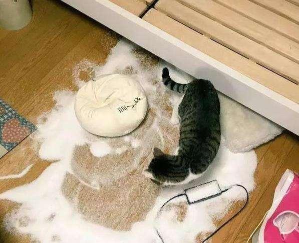 猫咪讨厌你的表现，猫咪讨厌你的五个表现（猫咪出现这6种“现象”）