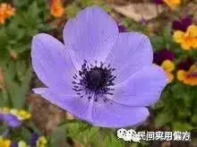 白牛胆的功效与作用，白牛胆的功效与作用禁忌（中药图片大全与功效）