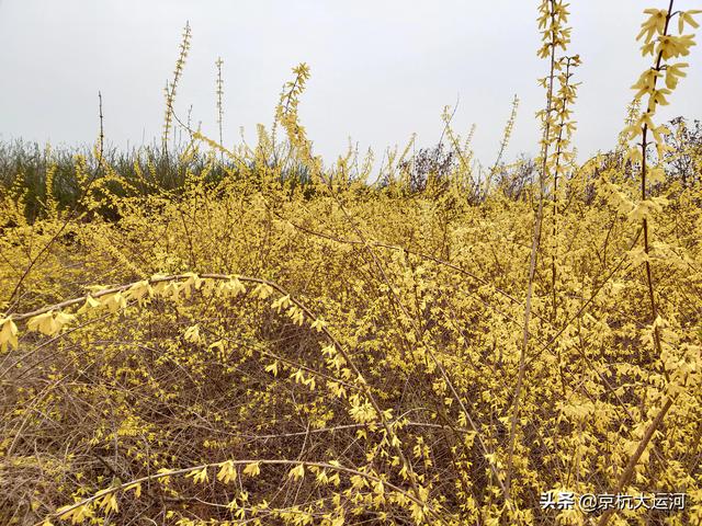 迎春花和连翘花的区别，迎春花和连翘花怎样进行区分（迎春花、连翘分不清楚）