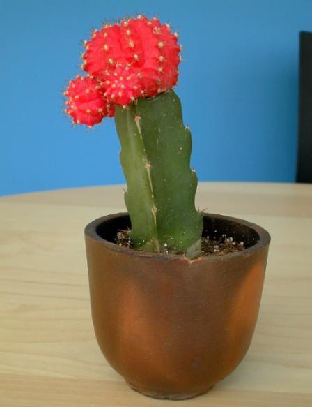 仙人掌的花语，没了营养它咋活（仙人掌的英语怎么说）