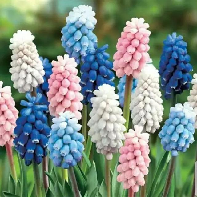 花语传说，一见钟情忘不了（花语传说护肤品）
