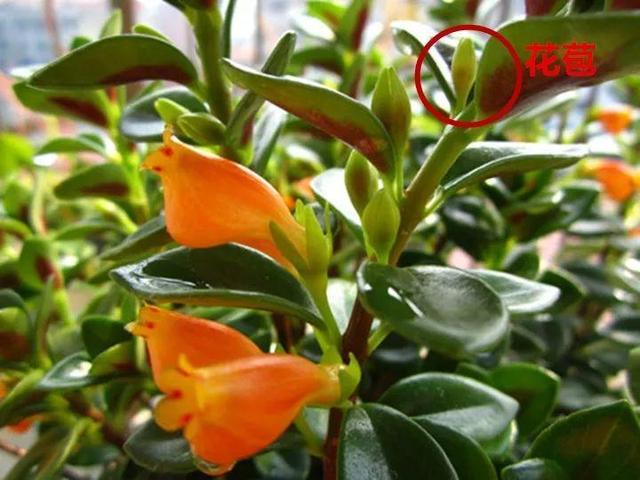 金鱼吊兰怎么养才开花，1年四季都能开花