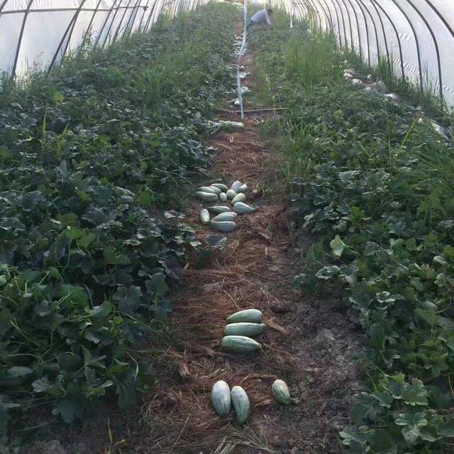 怎样种好杨角密，杨角密瓜的种植方法（新手种植羊角蜜）