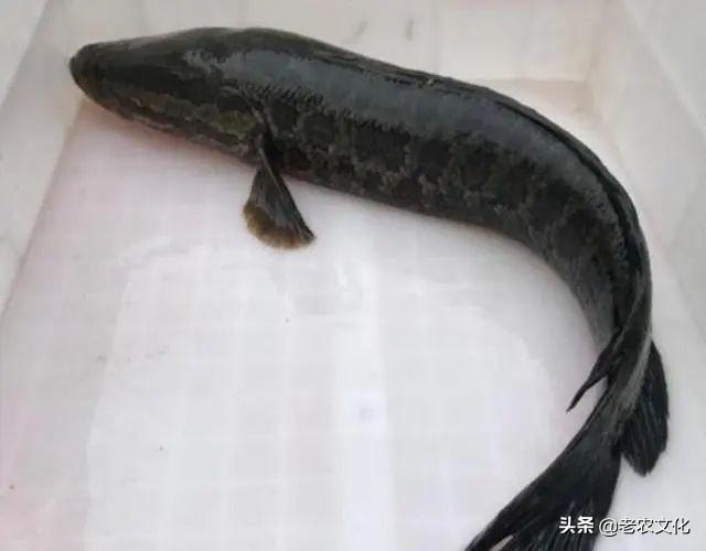 黑鱼养殖成本和利润，黑鱼养殖成本和利润 失败案例（辞职回家承包一亩池塘养殖黑鱼）