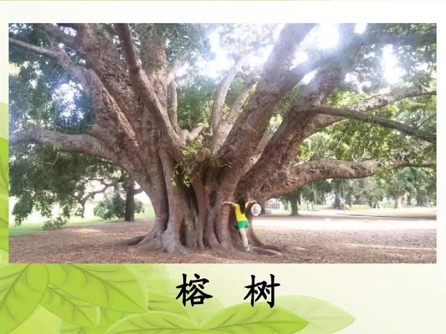 汉字松的组词，松的组词（部编版二年级语文上册识字2《树》知识点+图文解读）