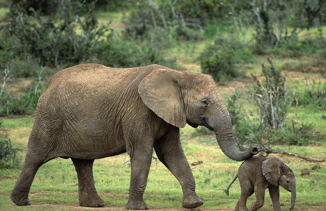 世界上最长的吊，世界最大的吊车能吊多少吨（冷知识：世界上丁丁最大的动物）