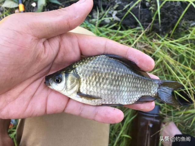 钓鱼李大毛哪里人，李大毛最近在哪里钓鱼（李大毛、化绍新笑而不语）