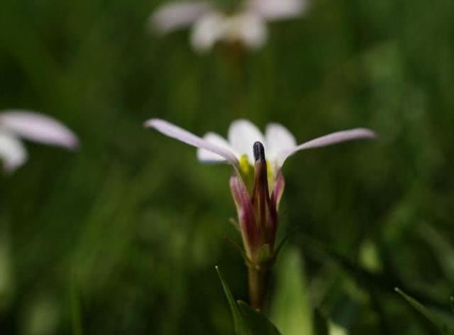 山梗菜碱的功效与作用，山梗菜碱拼音（这“莲花”竟开半边）