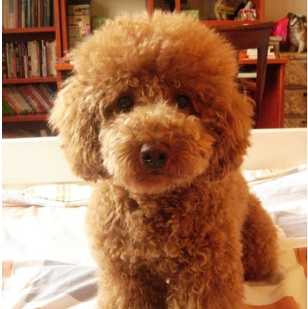 好养不臭的小型宠物，不臭又好养的宠物（“体味很轻”的几种狗狗）