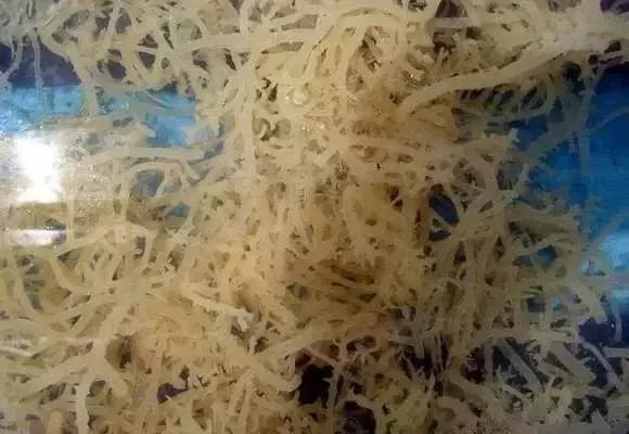 请问清炸小扒皮鱼的做法，炸小剥皮鱼的做法大全（今后再也不怕不认识海鲜了）