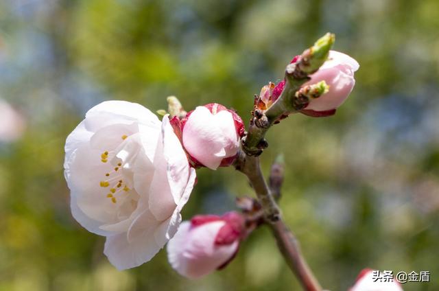 梅花长什么样子像什么，梅花长什么样子像什么一样（像一个个金黄的铃铛）