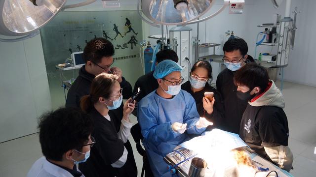 宠物美容师宠物美容培训，宠物美容师培训（宠物美容培训学校）