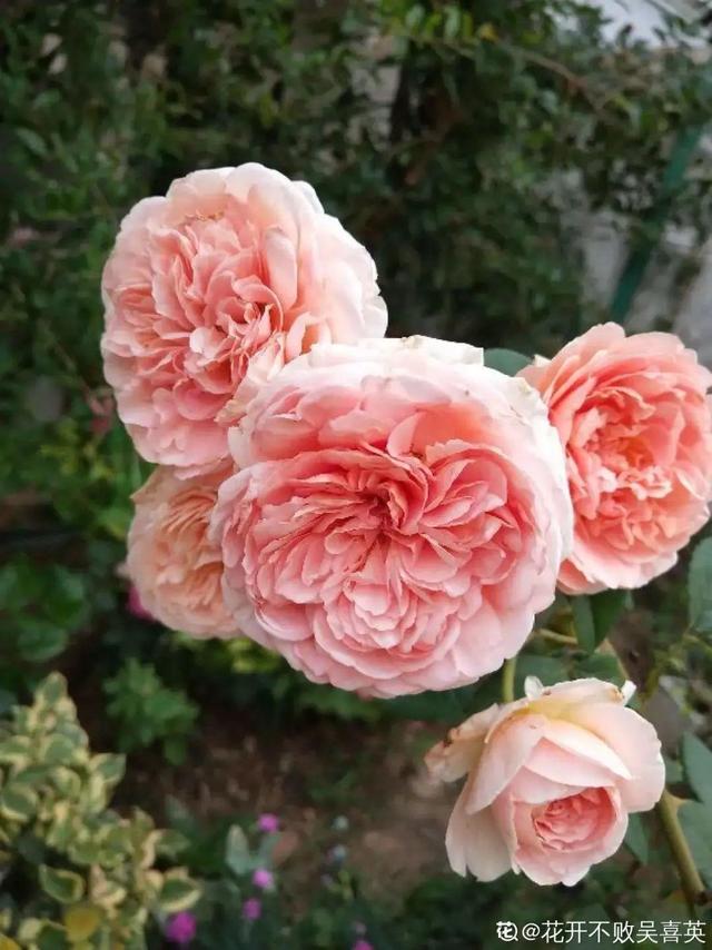 花色鲜艳又浓香的月季品种，浓香四溢的6款月季