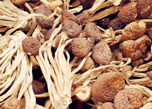 茶树菇产地，茶树菇哪里产地最好（2019茶树菇价格多少钱一斤）