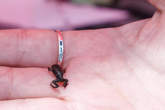 角蛙有毒吗，黄金角蛙有毒吗（透明的青蛙、7.6毫米长的青蛙、14种造型奇特的青蛙种类）