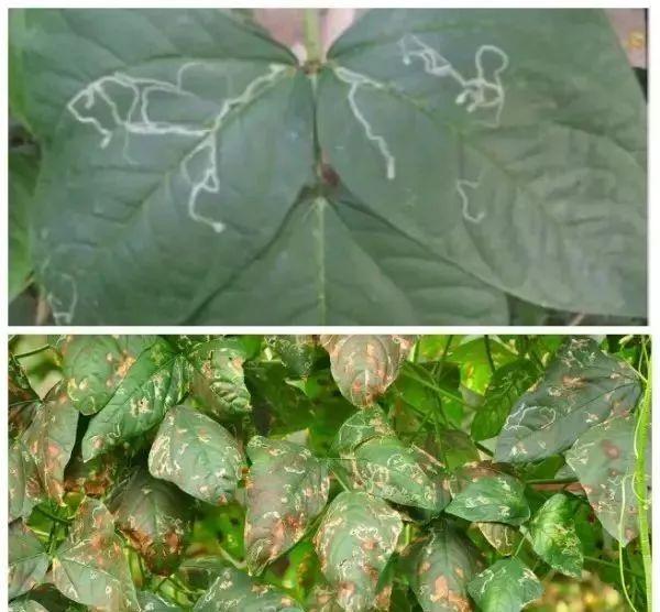 蛇形豆角是什么样子的，蛇豆角图片大全（豇豆不让人省心）
