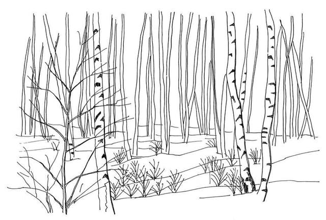 小树简笔画怎么画，小树的简笔画怎么画（教你三种常见树木画法）