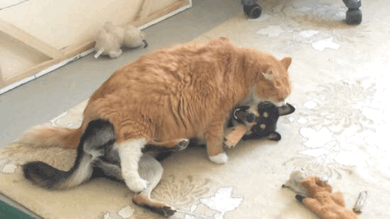 大橘已定是什么梗，大橘已定小说（橘座的梗你知道多少）