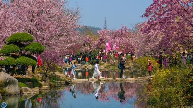 2020鼋头渚樱花节时间 2020鼋头渚樱花节赏花时间及路线，2020鼋头渚樱花节时间（终于盼来了太湖鼋头渚开园的好消息）