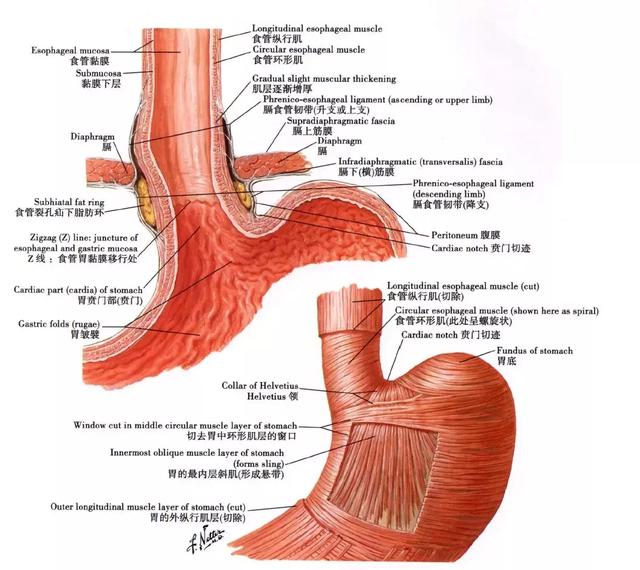 簡述肝臟面h溝的結構,肝h溝內的結構圖(食管,附精美圖片)