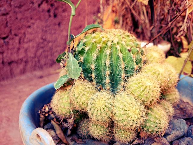 仙人球的介绍及特点，仙人球的主要特征（它的“小机关”你知道吗）