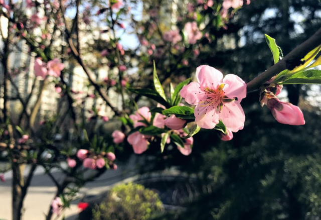 象征爱情的花，象征爱情的花草树木（这5种花才代表爱情）