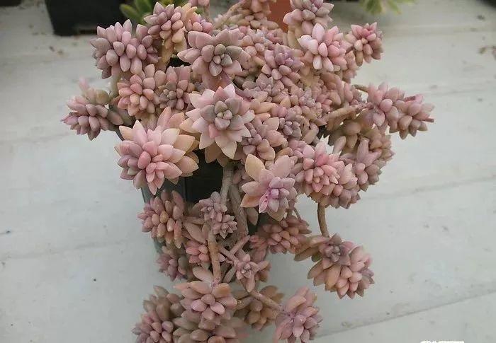 各种多肉老桩(多肉老桩造型图片) - 农业 - 爱宁信息网