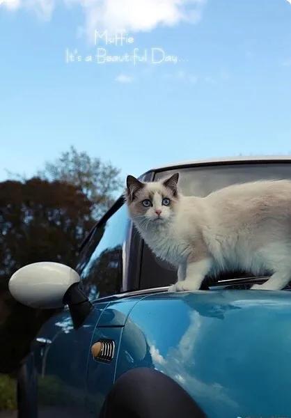 猫猫图片，我喜欢的样子你都有（宠物猫品种大全及图片）