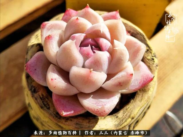 雪候鸟是什么意思，雪候鸟歌词表达什么意思（多肉于我从来不是锦上添花）