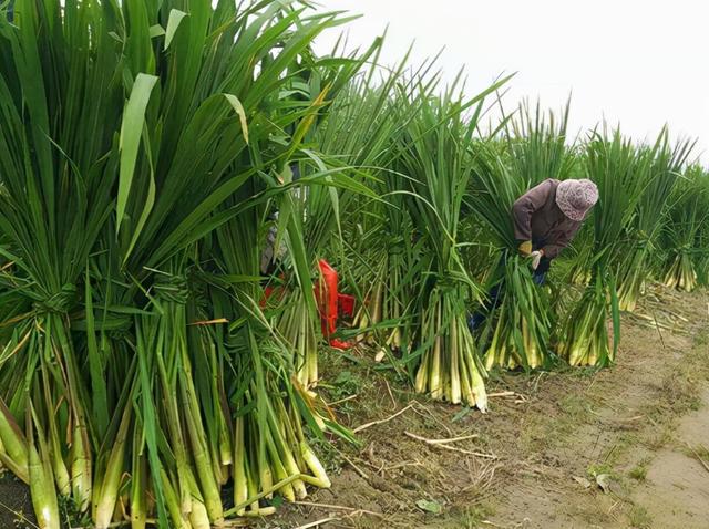 高笋和茭白有什么区别，茭白跟高笋是一种吗（湖南称它“高笋”）