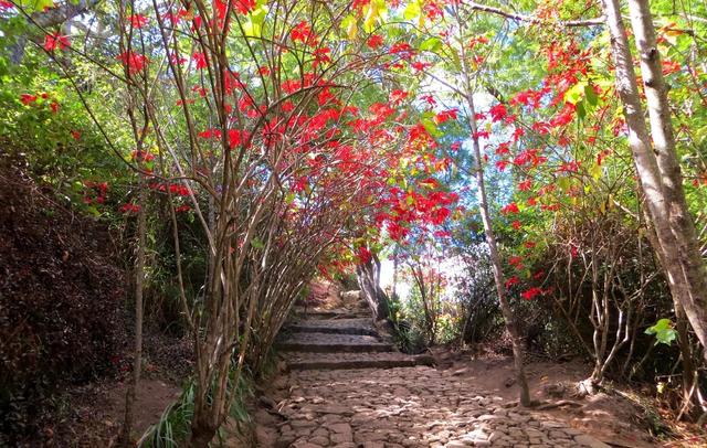 一品红图片，原来市场上的一品红都是带“病菌”的（植物大战僵尸2一品红图片）