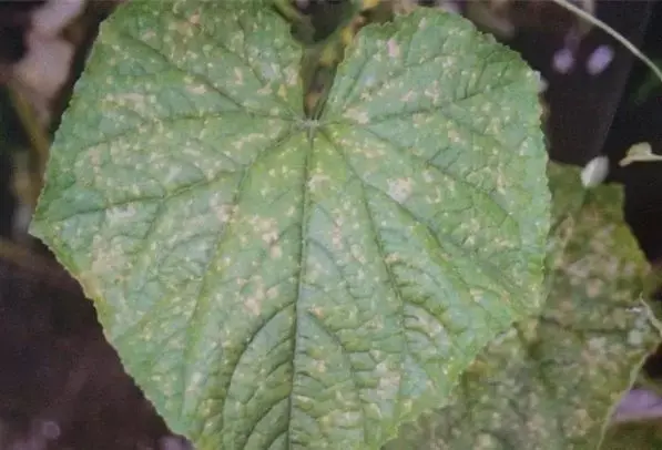 夏黄瓜靶斑病喷什么药特效，治疗黄瓜靶斑病的特效药（纯生物杀菌剂统统搞定）
