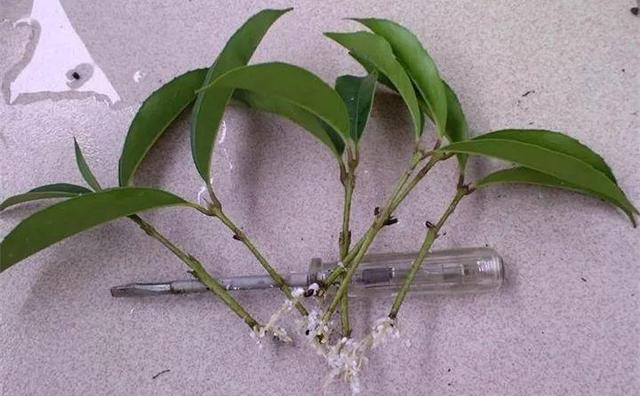 自制雾状小喷壶，自制实用喷水壶（它是扦插万能土）