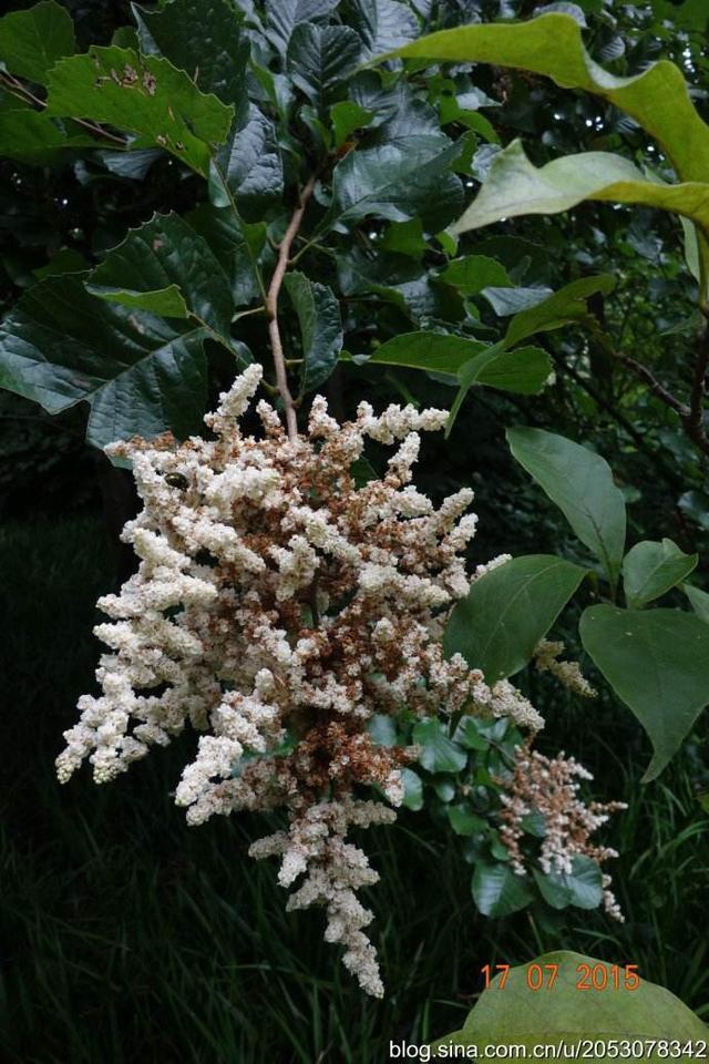 茨怎么读，蓼怎么读 拼音（中药材灵寿茨）