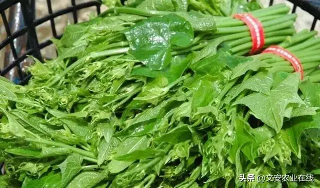 野荞麦根和乌鸡蛋煮，野荞麦根和乌鸡蛋煮水的功效（农业科普：53种野菜）